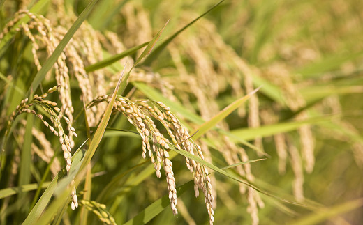 令和7年産 JA 無洗米 雪若丸 10kg (5kg×2袋) 『JA山形おきたま』 山形県産 無洗米 米 精米 山形県 南陽市 [2596]