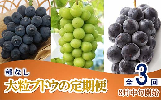【令和8年産先行予約】 《定期便3回》 種無し大粒ブドウ 定期便 《令和8年8月中旬～発送》 『南陽中央青果市場』 葡萄 ぶどう ブドウ 果物 山形県 南陽市 [2586]