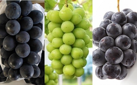 【令和8年産先行予約】 《定期便3回》 種無し大粒ブドウ 定期便 《令和8年8月中旬～発送》 『南陽中央青果市場』 葡萄 ぶどう ブドウ 果物 山形県 南陽市 [2586]