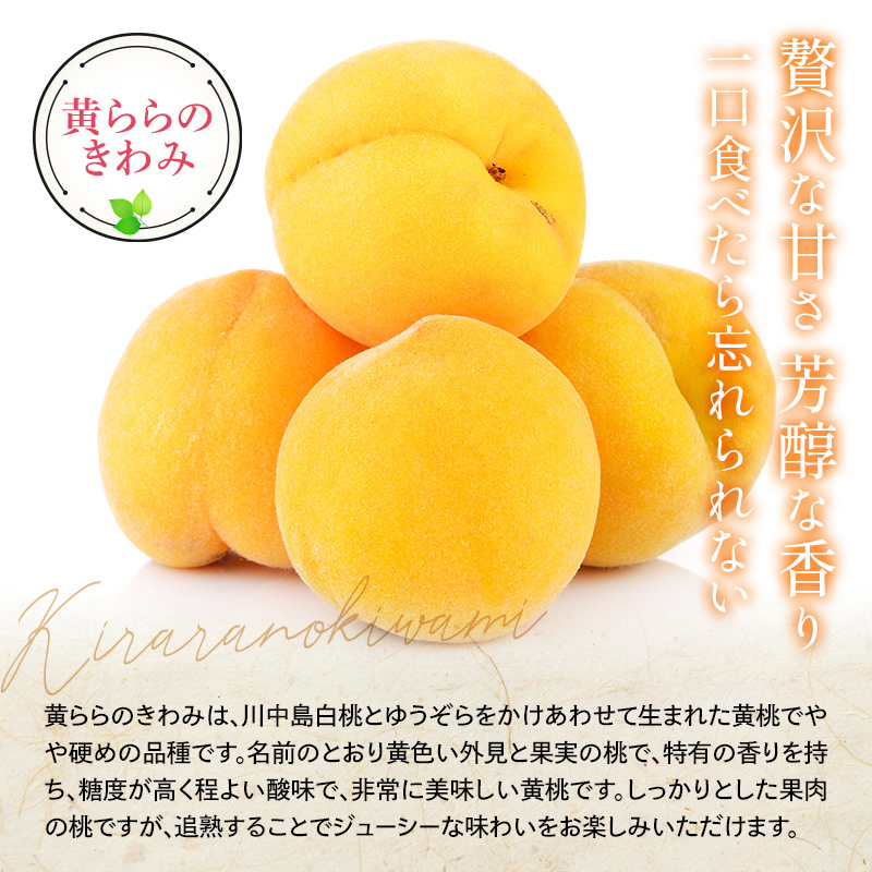 【令和8年産先行予約】 黄桃 「黄ららのきわみ」 約2kg (6～12玉 秀 サイズおまかせ) 《令和8年9月中旬～発送》 『南陽中央青果市場』 桃 もも 果物 山形県 南陽市 [1453]