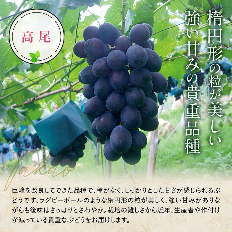 【令和8年産先行予約】 《定期便3回》 種無し大粒ブドウ 定期便 《令和8年8月中旬～発送》 『南陽中央青果市場』 葡萄 ぶどう ブドウ 果物 山形県 南陽市 [2586]