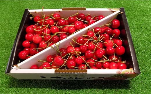 【令和8年産先行予約】 さくらんぼ 「佐藤錦」 約1kg (秀 L以上) バラ詰め 《令和8年6月中旬～発送》 『田口農園』 サクランボ フルーツ 産地直送 生産農家直送 山形県 南陽市 [1129]