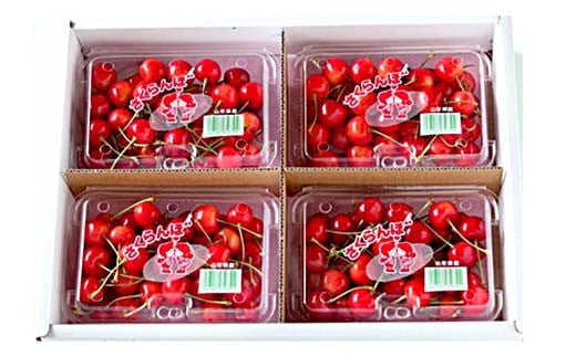 【令和8年産先行予約】 〈訳あり品 家庭用〉 さくらんぼ 「佐藤錦」 約800g (200g×4パック Mサイズ) 《令和8年6月中旬～発送》 『田口農園』 小分け 山形県 南陽市 [1691]