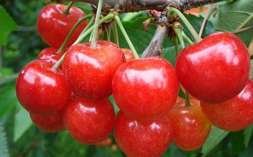 【令和8年産先行予約】 《定期便2回》 赤い宝石！さくらんぼの楽園便 「佐藤錦・紅秀峰」 各約800g (約200g×4パック 秀 L以上) 『フードシステムズ』 山形県 南陽市 [894]