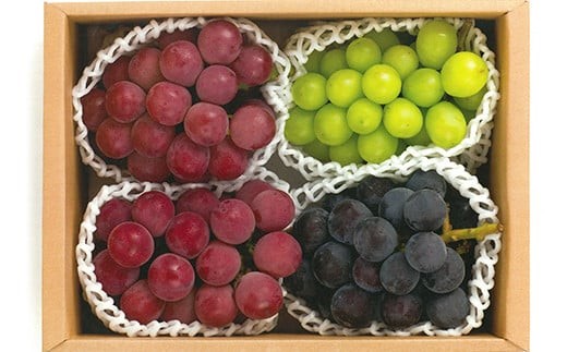 【令和8年産先行予約】 大粒ぶどう3種プレミアムセット 4房 《令和8年9月上旬～発送》 『うえ木ぶどう園』 葡萄 ブドウ 果物 フルーツ デザート 食べ比べ 山形県 南陽市 [676]