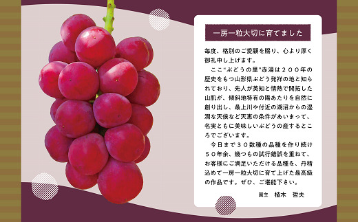 【令和8年産先行予約】 大粒ぶどう3種プレミアムセット 4房 《令和8年9月上旬～発送》 『うえ木ぶどう園』 葡萄 ブドウ 果物 フルーツ デザート 食べ比べ 山形県 南陽市 [676]