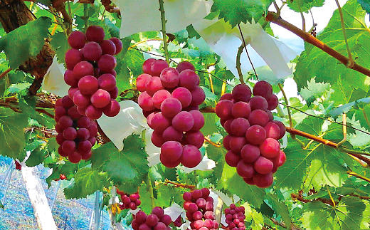 【令和8年産先行予約】 大粒ぶどう3種プレミアムセット 4房 《令和8年9月上旬～発送》 『うえ木ぶどう園』 葡萄 ブドウ 果物 フルーツ デザート 食べ比べ 山形県 南陽市 [676]