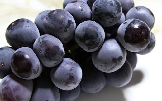 【令和8年産先行予約】 大粒ぶどう3種プレミアムセット 4房 《令和8年9月上旬～発送》 『うえ木ぶどう園』 葡萄 ブドウ 果物 フルーツ デザート 食べ比べ 山形県 南陽市 [676]