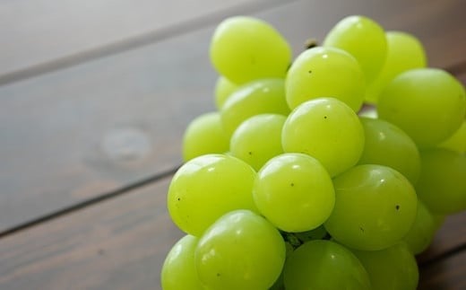 【令和8年産先行予約】 大粒ぶどう3種プレミアムセット 4房 《令和8年9月上旬～発送》 『うえ木ぶどう園』 葡萄 ブドウ 果物 フルーツ デザート 食べ比べ 山形県 南陽市 [676]