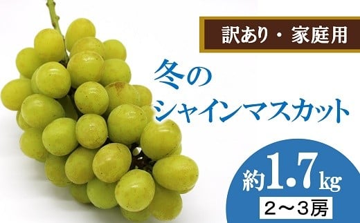 【令和7年産先行予約】 〈訳あり品 家庭用〉 冬のシャインマスカット 約1.7kg (2～3房 秀) 《令和7年12月中旬～12月25日発送》 『沼沢農園』 山形県 南陽市 [2598]