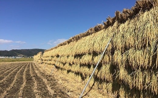 【米食味コンクール金賞受賞農園】 《定期便5回》 令和7年産 特別栽培米 雪若丸 5kg×5か月 『しまさき農園』 山形南陽産 米 白米 精米 ご飯 農家直送 山形県 南陽市 [2602]