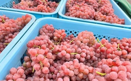 グレリパ チルドレッド 3本セット part.2 750ml × 3本 『(株)グレープリパブリック』 赤ワイン 山形県 南陽市 [2604]