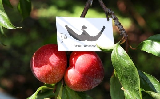 〈山形県南陽市の百姓がこだわって作った〉 まるで桃ドライ 約40g×2袋 『最上園』 プラム すもも 桃 ドライフルーツ 山形県 南陽市 [2285]
