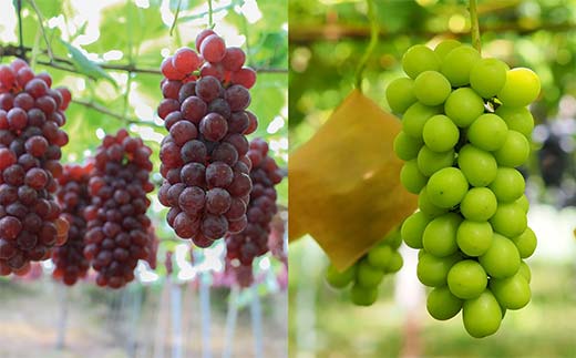 果樹園生まれの 漆山果樹園ワイン 「漆山ワイン (デラウェア)」 「漆山ワイン (シャインマスカット×ロザリオビアンコ)」 750ml 各6本 計12本セット 『漆山果樹園』 オレンジワイン 白ワイン 山形県 南陽市 [2615]