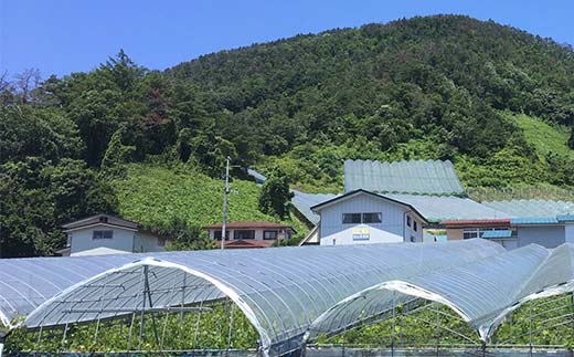 果樹園生まれの 漆山果樹園ワイン 「漆山ワイン (デラウェア)」 「漆山ワイン (シャインマスカット×ロザリオビアンコ)」 375ml 各6本 計12本セット 『漆山果樹園』 オレンジワイン 白ワイン 山形県 南陽市 [2616]