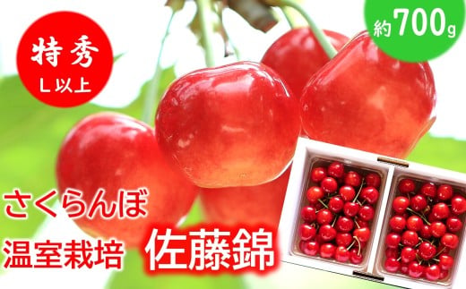 【令和8年産先行予約】 温室さくらんぼ 「佐藤錦」 約700g (特秀 L以上) バラパック詰め 《令和8年5月下旬～発送》 『松田観光果樹園』 サクランボ 生産農家直送 温室栽培 果物 フルーツ デザート 先行予約 山形県 南陽市 [2617]