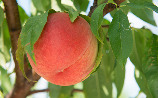 【日本の極み】贈答用 あかつき桃ジュース 8本 果汁100％ モモ もも ジュース フルーツ 果物 飲料 ドリンク 甘い 山形県 南陽市 [2622]
