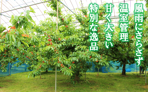 【令和8年産先行予約】 温室さくらんぼ 「佐藤錦」 約400g (秀 L以上) フードパック詰め 《令和8年5月下旬～発送》 『松田観光果樹園』 サクランボ 生産農家直送 温室栽培 果物 フルーツ デザート 先行予約 山形県 南陽市 [2618]