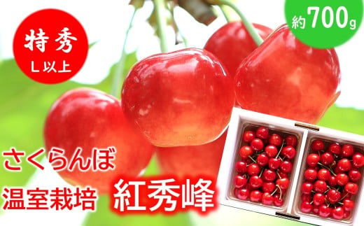 【令和8年産先行予約】 温室さくらんぼ 「紅秀峰」 約700g (特秀 L以上) バラパック詰め 《令和8年5月下旬～発送》 『松田観光果樹園』 サクランボ 生産農家直送 温室栽培 果物 フルーツ デザート 先行予約 山形県 南陽市 [2619]