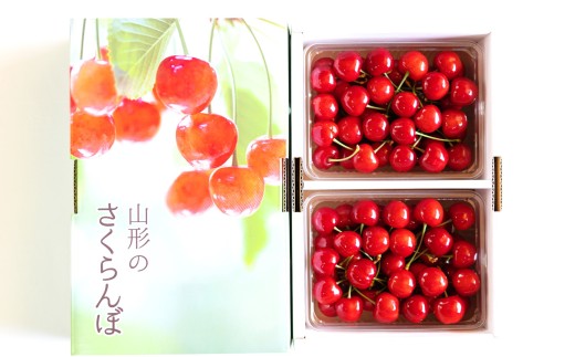 【令和8年産先行予約】 さくらんぼ 「佐藤錦」 約1kg (特秀 2L以上) バラパック詰め 《令和8年6月上旬～発送》 『松田観光果樹園』 サクランボ 生産農家直送 果物 フルーツ デザート 先行予約 予約 山形県 南陽市 [2620]