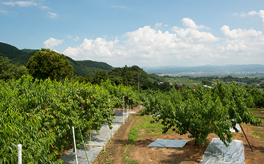 【日本の極み】あかつき桃ジュース 30本 果汁100％ モモ もも ジュース フルーツ 果物 飲料 ドリンク 甘い 山形県 南陽市 [2621]
