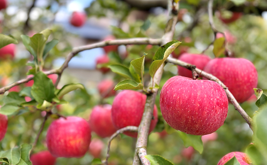 【ネオニコフリー】 まるごと完熟りんごジュース 6本セット ［令和7年産完熟ふじりんご100％使用］ 『遠藤果樹農園』 ネオニコフリー 生産農家直送 ストレート ジュース 山形県 南陽市 [1413]