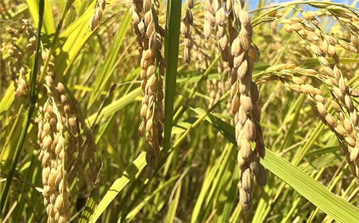 令和7年産 特別栽培米 つや姫 (精米) 20kg (5kg×4袋) 『たけひさ農園』 山形南陽産 米 白米 ご飯 農家直送 山形県 南陽市 [2363]