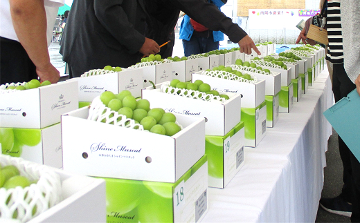 【令和8年産先行予約】 【最優秀賞W受賞農家】 冬のシャインマスカット 約700g (1房 秀) 《令和8年12月上旬～発送》 『生産者 佐藤 大輔』 ぶどう 山形県 南陽市 [2237-R8]