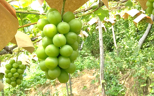 【令和8年産先行予約】 【最優秀賞W受賞農家】 冬のシャインマスカット 約700g (1房 秀) 《令和8年12月上旬～発送》 『生産者 佐藤 大輔』 ぶどう 山形県 南陽市 [2237-R8]