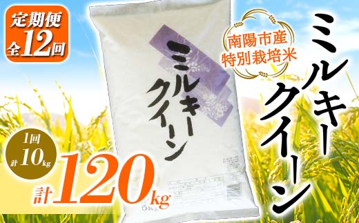 【金賞受賞農家】 《定期便12回》 令和7年産 特別栽培米 ミルキークイーン 計10kg(5kg×2袋)×12か月 『あおきライスファーム』 山形南陽産 米 白米 精米 山形県 南陽市 [2417]