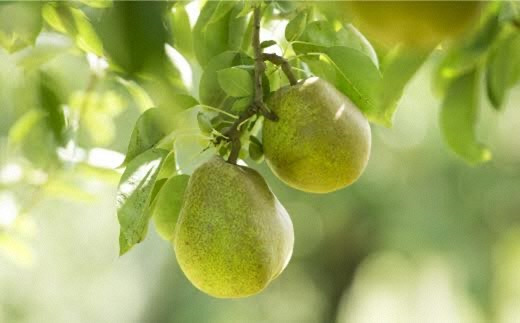 【令和8年産先行予約】 【ネオニコフリー】 大玉 ラ・フランス 約3kg (8～10玉 特秀 3～5L) 《令和8年11月上旬～発送》 『遠藤果樹農園』 山形県 南陽市 [1060-R8]