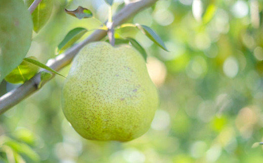 【令和8年産先行予約】 【ネオニコフリー】 大玉 ラ・フランス 約3kg (8～10玉 特秀 3～5L) 《令和8年11月上旬～発送》 『遠藤果樹農園』 山形県 南陽市 [1060-R8]