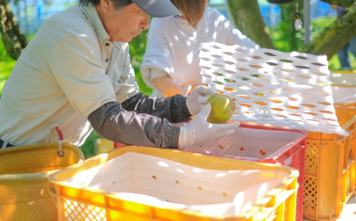 【令和8年産先行予約】 【ネオニコフリー】 大玉 ラ・フランス 約3kg (8～10玉 特秀 3～5L) 《令和8年11月上旬～発送》 『遠藤果樹農園』 山形県 南陽市 [1060-R8]