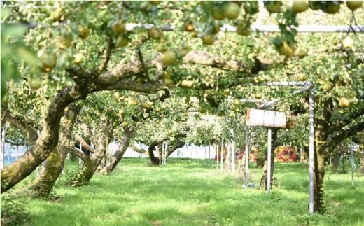 【令和8年産先行予約】 【ネオニコフリー】 大玉 ラ・フランス 約3kg (8～10玉 特秀 3～5L) 《令和8年11月上旬～発送》 『遠藤果樹農園』 山形県 南陽市 [1060-R8]