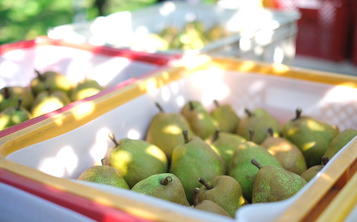 【令和8年産先行予約】 【ネオニコフリー】 大玉 ラ・フランス 約5kg (12～16玉 特秀 3～5L) 《令和8年11月上旬～発送》 『遠藤果樹農園』 山形県 南陽市 [1061-R8]