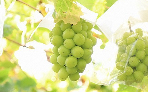 【令和8年産先行予約】 シャインマスカット 約1.2kg (1～3房 秀) 《令和8年9月下旬～11月中旬発送》 『フードシステムズ』 マスカット 葡萄 ぶどう 果物 山形県 南陽市 [902]