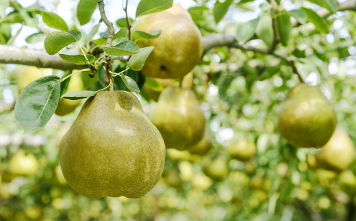 【令和8年産先行予約】 ラ・フランス 約3kg (6～14玉 秀) 《令和8年10月下旬～11月下旬発送》 『フードシステムズ』 ラフランス 西洋梨 洋なし 果物 山形県 南陽市 [848-R8]