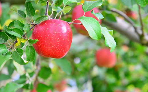 【令和8年産先行予約】 〈家庭用〉 小玉 サンふじりんご 約5kg (20～25玉 秀) 《令和8年11月中旬～12月下旬発送》 『フードシステムズ』 林檎 リンゴ 山形県 南陽市 [1392-R8]