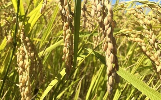 令和7年産 特別栽培米 ひとめぼれ (精米) 5kg 『たけひさ農園』 山形南陽産 米 白米 ご飯 農家直送 山形県 南陽市 [2368]