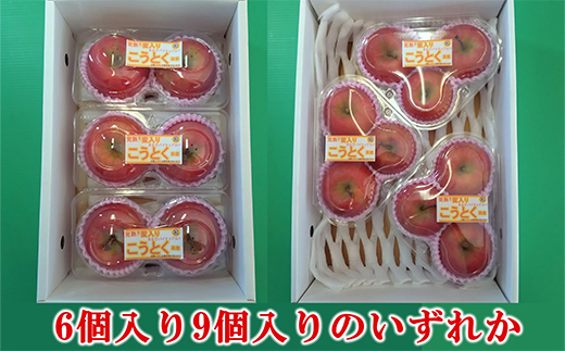 【令和8年産先行予約】 完熟みつ入り こうとく(高徳) 約1.5～1.7kg (6～9玉) 《令和8年11月上旬～発送》 【全国りんご選手権 銀賞】 『船中農園』フードパック 林檎 りんご リンゴ 山形県 南陽市 [2666]