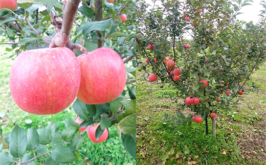 【令和8年産先行予約】 完熟みつ入り こうとく(高徳) 約1.5～1.7kg (6～9玉) 《令和8年11月上旬～発送》 【全国りんご選手権 銀賞】 『船中農園』フードパック 林檎 りんご リンゴ 山形県 南陽市 [2666]