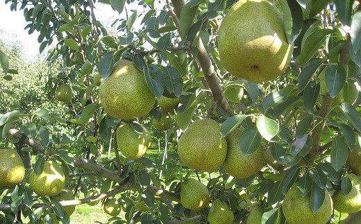 【令和8年産先行予約】 〈訳あり品 家庭用〉 ラ・フランス 約5kg (14～18玉 2～4L) 《令和8年11月中旬～発送》 『寿農園』山形県 南陽市 [1056]