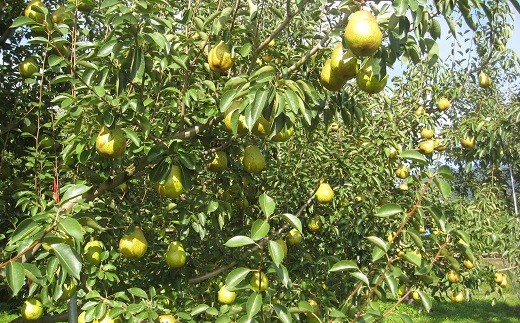 【令和8年産先行予約】 〈訳あり品 家庭用〉 ラ・フランス 約5kg (14～18玉 2～4L) 《令和8年11月中旬～発送》 『寿農園』山形県 南陽市 [1056]