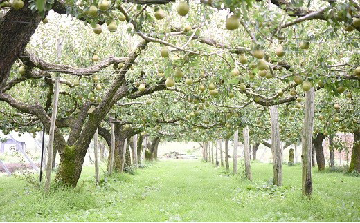 【令和8年産先行予約】 十三代目 佐藤市右衛門 ラ・フランス 約2kg (6～8玉 秀 2～4L) 《令和8年11月上旬～発送》 『旬の果実 佐藤市右衛門農園』 ラフランス 西洋梨 洋なし 果物 フルーツ デザート 山形県 南陽市 [1967]