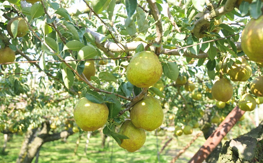 【令和8年産先行予約】 十三代目 佐藤市右衛門 ラ・フランス 約2kg (6～8玉 秀 2～4L) 《令和8年11月上旬～発送》 『旬の果実 佐藤市右衛門農園』 ラフランス 西洋梨 洋なし 果物 フルーツ デザート 山形県 南陽市 [1967]