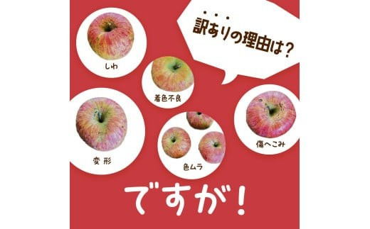 【令和8年産先行予約】 〈訳あり品 家庭用〉 りんご 「サンふじ」 約10kg バラ詰め 《令和8年12月上旬～令和9年2月下旬発送》 『カネタ高橋青果』 リンゴ 山形県 南陽市 [1959]