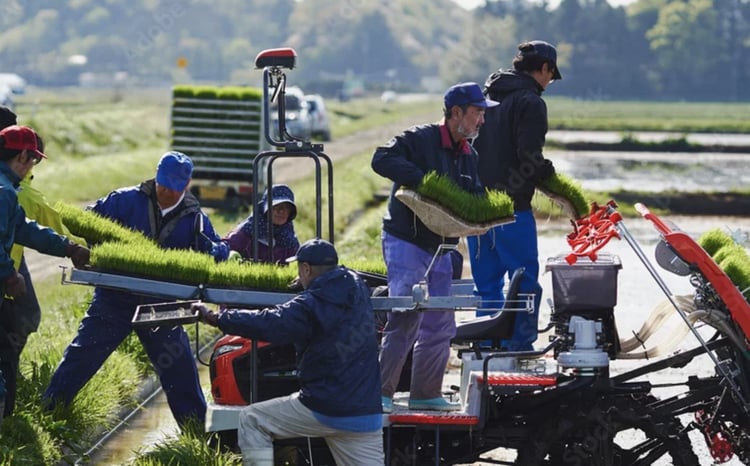 【令和8年産 新米 先行予約】 【金賞受賞農家】 特別栽培米 ミルキークイーン（玄米）5kg 《令和8年9月下旬～発送》 『あおきライスファーム』 山形南陽産 米 ご飯 農家直送 山形県 南陽市 [2635-R8]