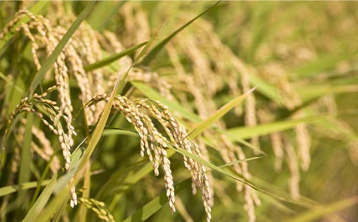 【令和8年産 新米 先行予約】 雪若丸 (精米) 10kg 《令和8年9月下旬～発送》 『マルタニ農園』 山形南陽産 米 白米 ご飯 農家直送 山形県 南陽市 [2386-R8]