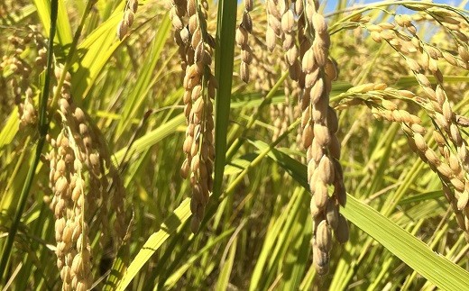 令和7年産 特別栽培米 雪若丸 (精米) 5kg 『たけひさ農園』 山形南陽産 米 白米 ご飯 農家直送 山形県 南陽市 [2365]