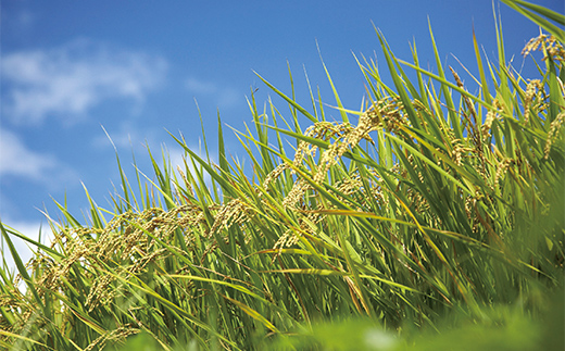 【ふるさとの極み】 令和7年産 山形県 置賜産 はえぬき 5kg×1袋 米 コメ 精米 山形県 南陽市 [2684]